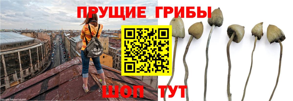 Псилоцибиновые грибы мухоморы Ишимбай